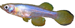 KSS - Lacustricola kassenjiensis