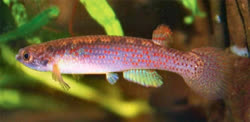 KTK - Rivulus (Anablepsoides) katukina