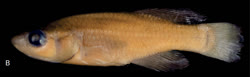 KWA - Nothobranchius kwalensis