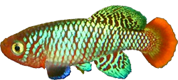 KYV - Nothobranchius krysanovi