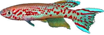LAC - Fundulopanchax gardneri lacustris
