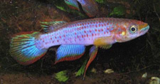 LAM - Epiplatys lamottei