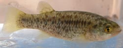 LAT - Empetrichthys latos