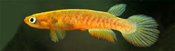 LAZ - Rivulus lazzarotoi