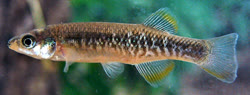 LBI - Rivulus lazzarotoi