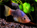 LBO - Cyprinodon labiosus