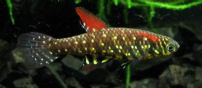 LCD - Plesiolebias lacerdai