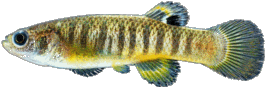 LCI - Fundulus luciae