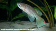 LEH - Austrofundulus leohoignei