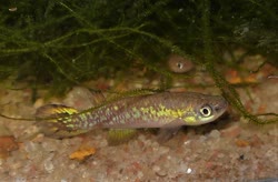 LEL - Rivulus (Atlantirivulus) luelingi