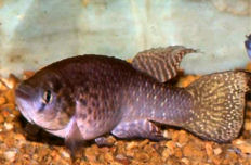 LEN - Austrofundulus leoni