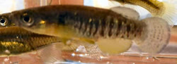 Dassia -  