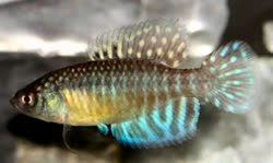 LGG - Hypsolebias longiginatus