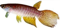 LGN - Pterolebias longipinnis