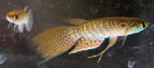 RDB_8-1 -   