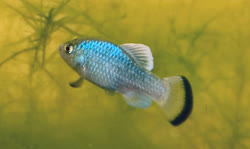 LGS - Cyprinodon longidorsalis