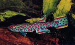 LIB - Scriptaphyosemion liberiense