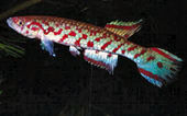RL88 -    