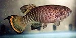 LIM - Austrofundulus limnaeus