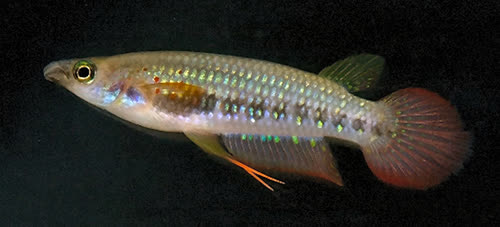 Bogmalo