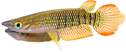 LIN - Aplocheilus lineatus