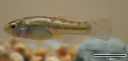 LIR - Pseudorestias lirimensis