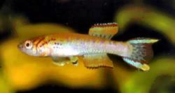 Agboville -  Radda Loc 12