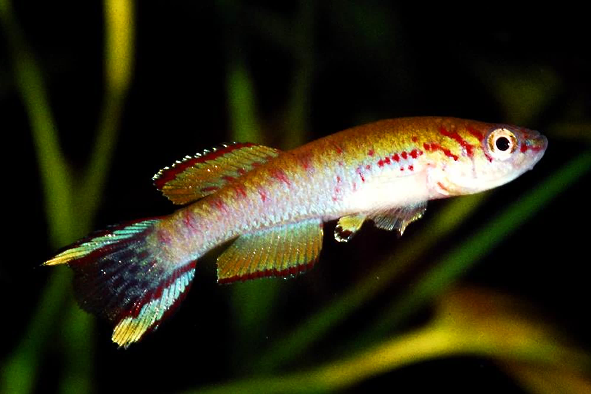 S_of_Yapo -  South of Yapo