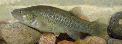 LMA - Fundulus lima