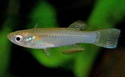 LMB - Rhexipanchax lamberti