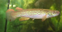 LMO - Rivulus (Anablepsoides) limoncochae