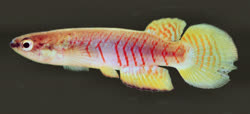 LNS - Rivulus (Melanorivulus) linearis