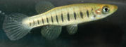 LNT - Fundulus lineolatus