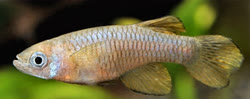 LOA - Micropanchax loati