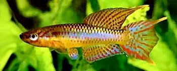 LOE - Aphyosemion loennbergii