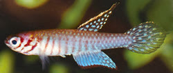LOI - Mucurilebias leitaoi