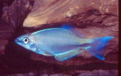 LOM - Plataplochilus loemensis