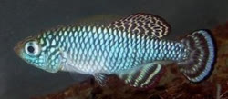 LOR - Nothobranchius lourensi