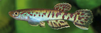 LOS - Aphyosemion losantosi