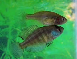 LRC - Austrolebias lourenciano