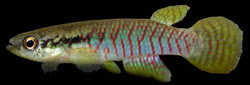 LSS - Rivulus (Melanorivulus) larissae