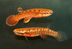 LTC - Rivulus leticia