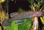 LTY - Nimbapanchax leucopterygius