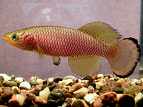LUC - Nothobranchius lucius