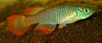 LUE - Nothobranchius luekei