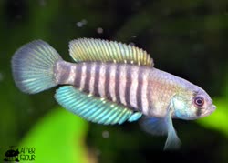 LUF - Austrolebias luteoflammulatus