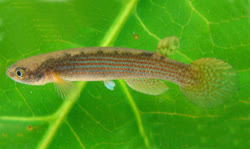 LUI - Rivulus (Anablepsoides) luitalimae