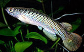 LUN - Rivulus lungi