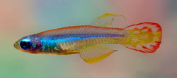 LUX - Poropanchax luxophthalmus