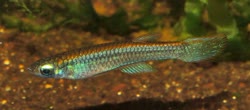 Azumini_River -  